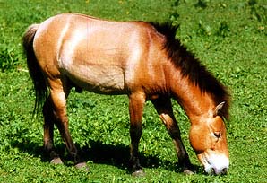 PRZEWALSKY